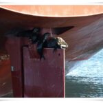 Newcastle Whale Watch Cruise