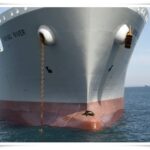 Newcastle Whale Watch Cruise