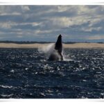 Newcastle Whale Watch Cruise
