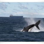Newcastle Whale Watch Cruise