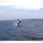 Newcastle Whale Watch Cruise