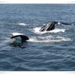 Newcastle Whale Watch Cruise