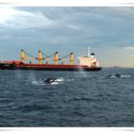 Newcastle Whale Watch Cruise