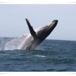 Newcastle Whale Watch Cruise
