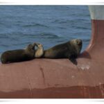 Newcastle Whale Watch Cruise