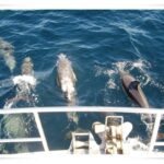 Newcastle Whale Watch Cruise