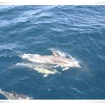 Newcastle Whale Watch Cruise