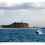Newcastle Whale Watch Cruise