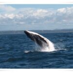 Newcastle Whale Watch Cruise