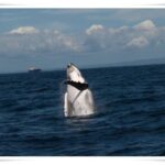 Newcastle Whale Watch Cruise