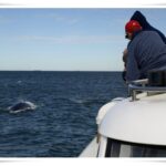 Newcastle Whale Watch Cruise
