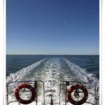 Newcastle Whale Watch Cruise