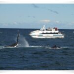 Newcastle Whale Watch Cruise