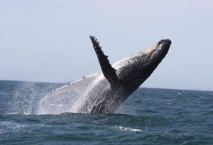 whale watching cruise melbourne